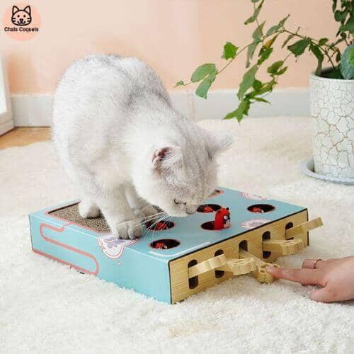 Chats Coquets - FunnyBox Planche à Gratter - Jouet Interactif pour Chat - Chats Coquets