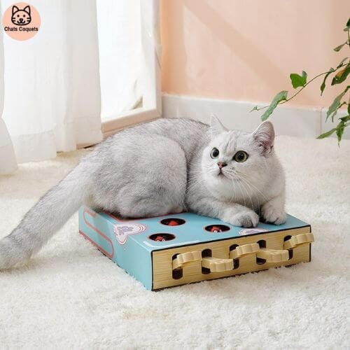 Chats Coquets - FunnyBox Planche à Gratter - Jouet Interactif pour Chat - Chats Coquets