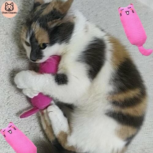 Chats Coquets - Lot NiamNiam Jouets Anti - stress pour Chats - Chats Coquets