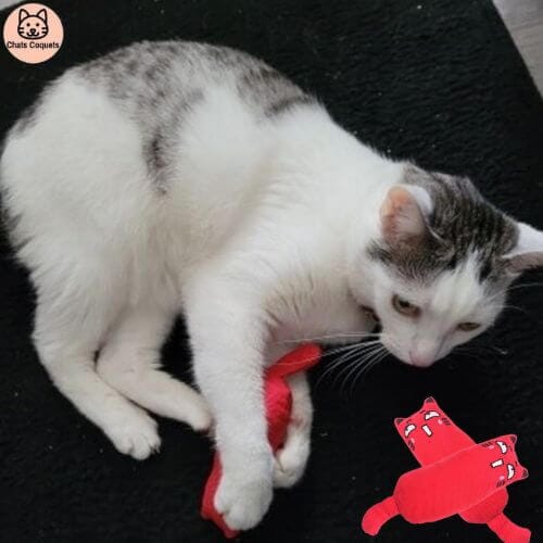 Chats Coquets - Lot NiamNiam Jouets Anti - stress pour Chats - Chats Coquets