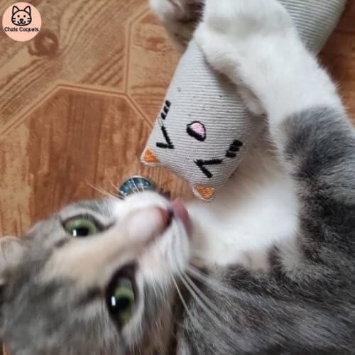 Chats Coquets - Lot NiamNiam Jouets Anti - stress pour Chats - Chats Coquets