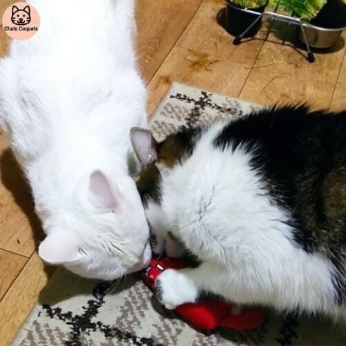 Chats Coquets - Lot NiamNiam Jouets Anti - stress pour Chats - Chats Coquets