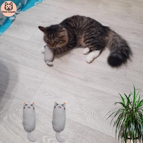 Chats Coquets - Lot NiamNiam Jouets Anti - stress pour Chats - Chats Coquets