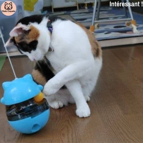 Chats Coquets - SportyJouet Jouet pour Chat Interactif - Chats Coquets