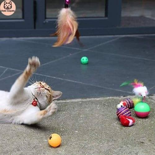 Chats Coquets - WittyKit Jouets pour Chat avec Tunnel - 21 pièces - Chats Coquets