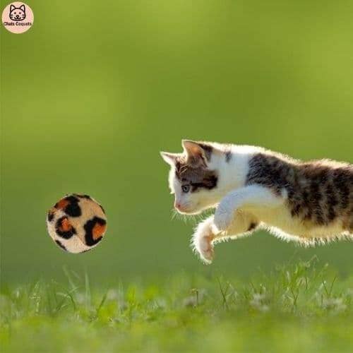 Chats Coquets - WittyKit Jouets pour Chat avec Tunnel - 21 pièces - Chats Coquets