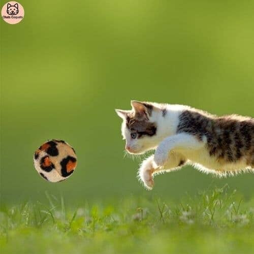 WittyKit™| Jouets pour Chat avec Tunnel - 21 pièces - Chats Coquets france