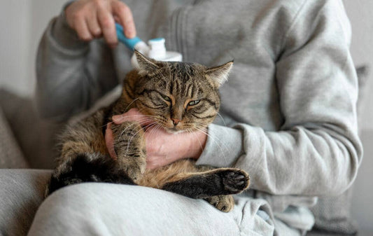 Toilettage des chats à domicile : CoolComb vous offre le meilleur ! - Chats Coquets